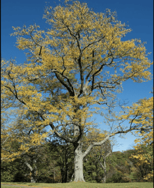 Honey Locust- Naturally Grown -NEW! - Image 2